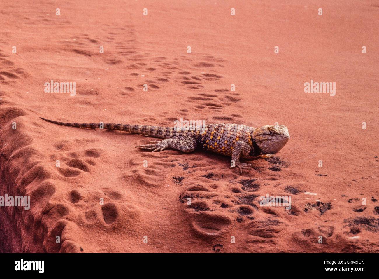A Desert Spiny Lizard, Sceloporus magister, on an eroded sandstone slab near Lake Powell in Utah. Stock Photo