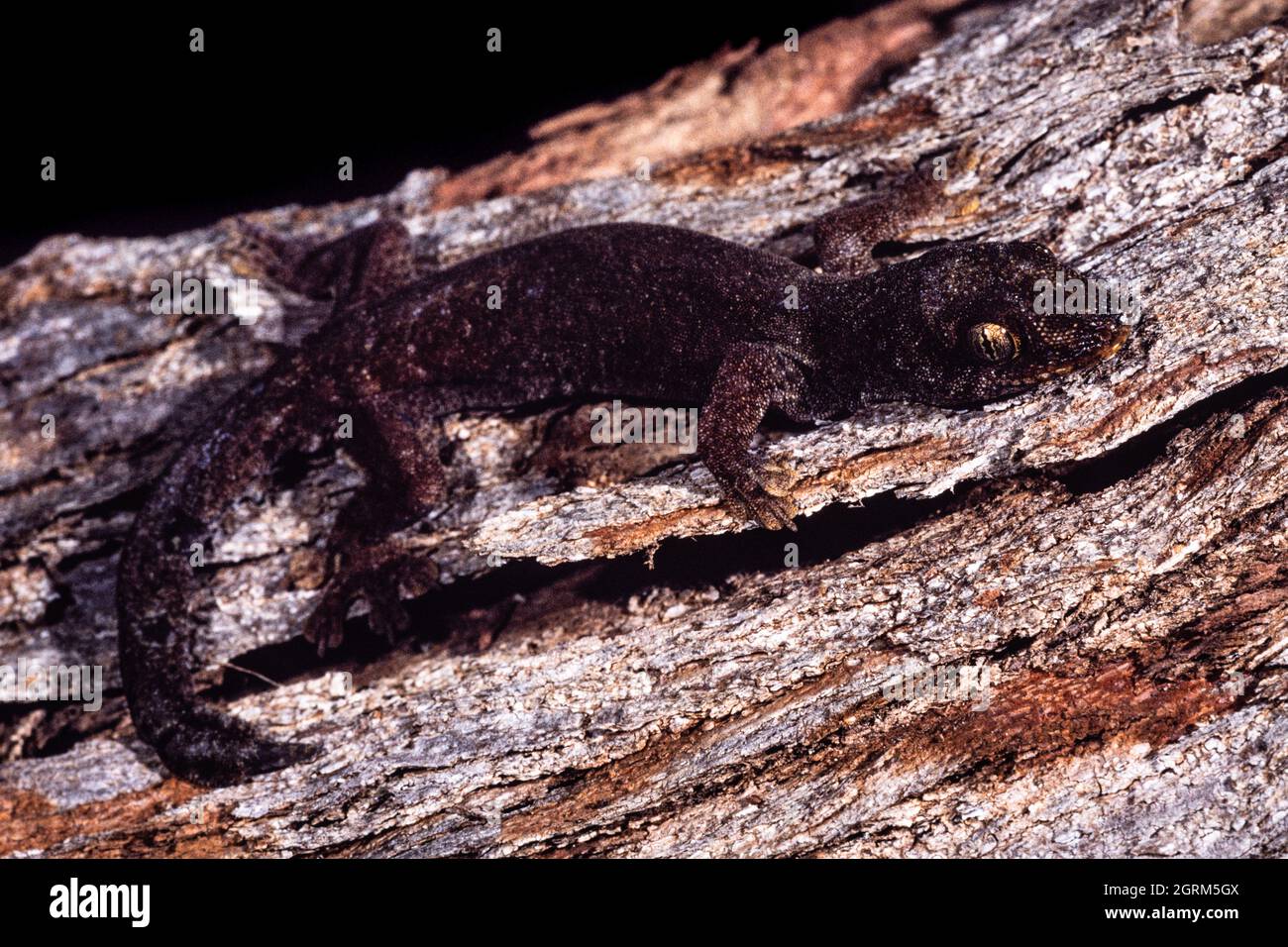 A rare endangered Micronesian Gecko, Perochirus ateles, on Cocos Island, Guam. Stock Photo