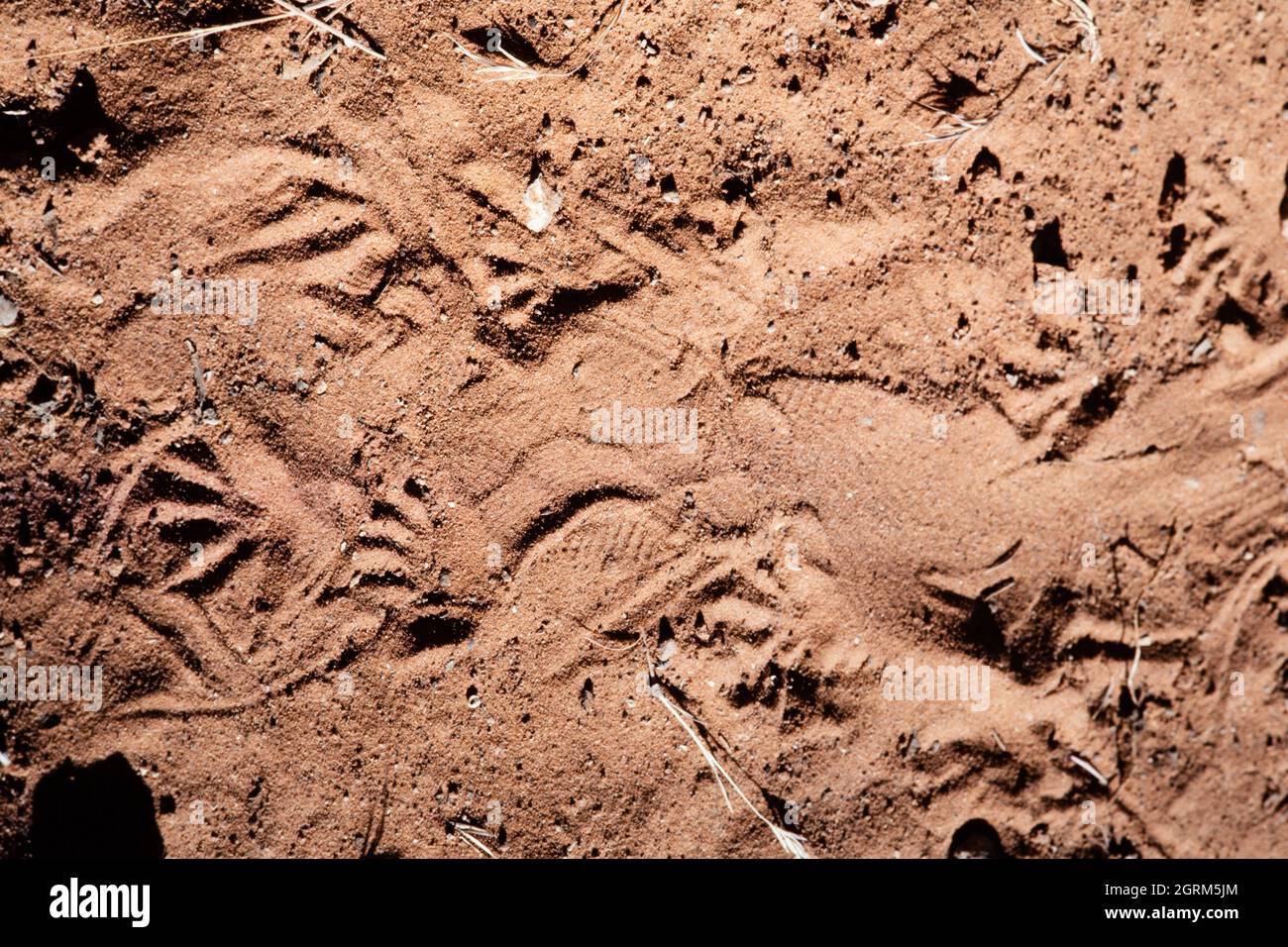 Tracks of a Gila monster, Heloderma suspectum, in the sand in the desert  Stock Photo - Alamy