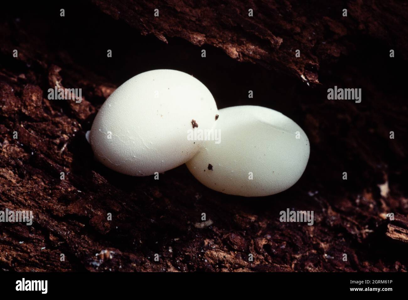 Two eggs of a gecko species stuck to a piece of tree bark in Guam.  Species unknown. Stock Photo
