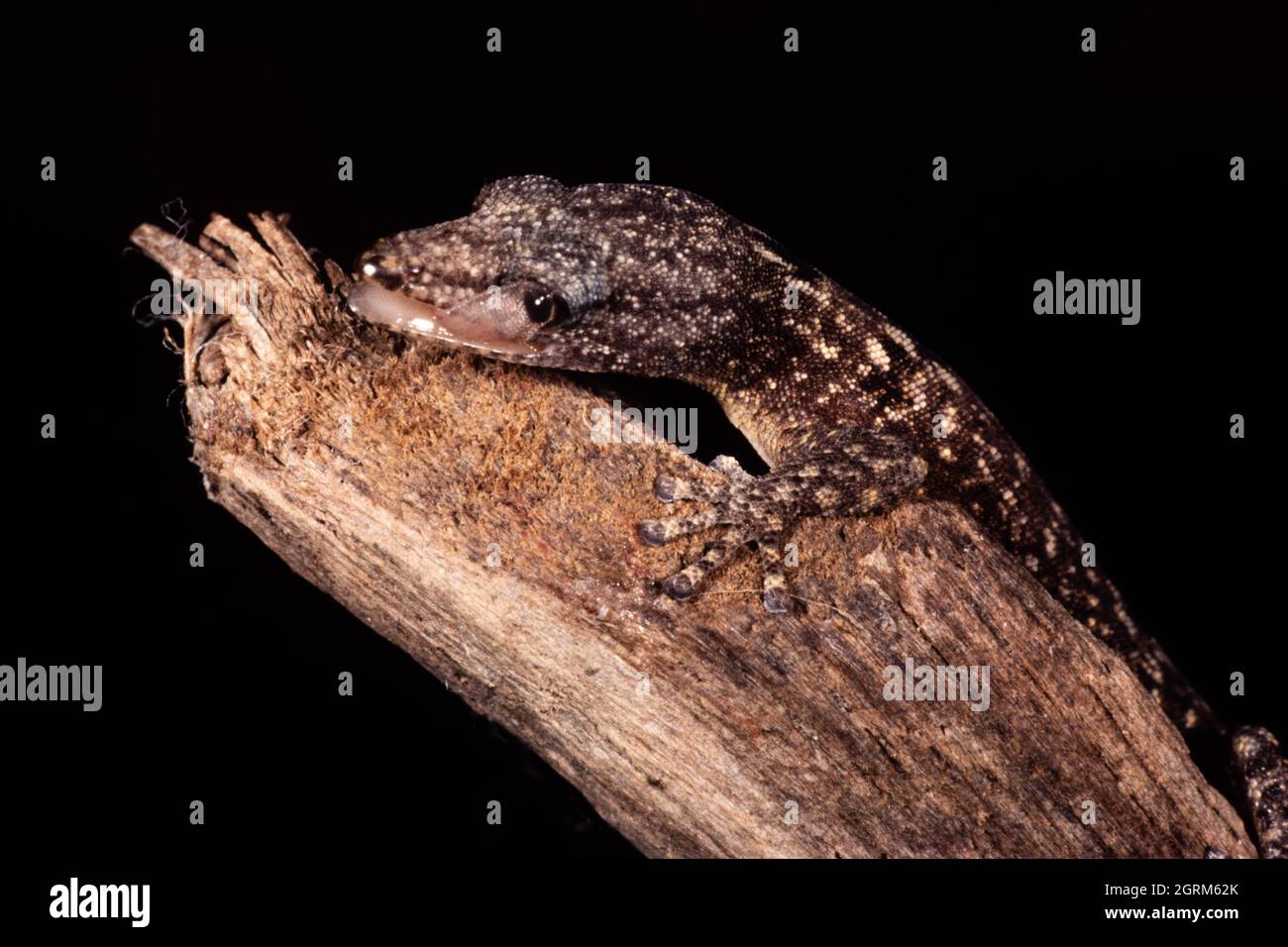 A Panama Least Gecko, Sphaerodactylus lineolatus, uses his tongue to clean its eyeball since it has no eyelids.  The tongue is translucent, so the liz Stock Photo