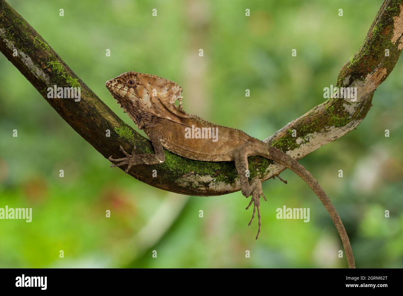 The Helmeted Iguana, Corythophanes cristatus, is found in tropical forests from Chiapas, Mexico to northwest Colombia. Stock Photo