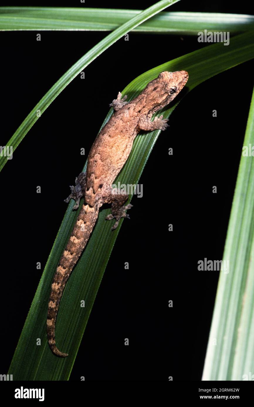 The Mourning Gecko, Lepidodactylus Lugubris, In Panama. Note The ...