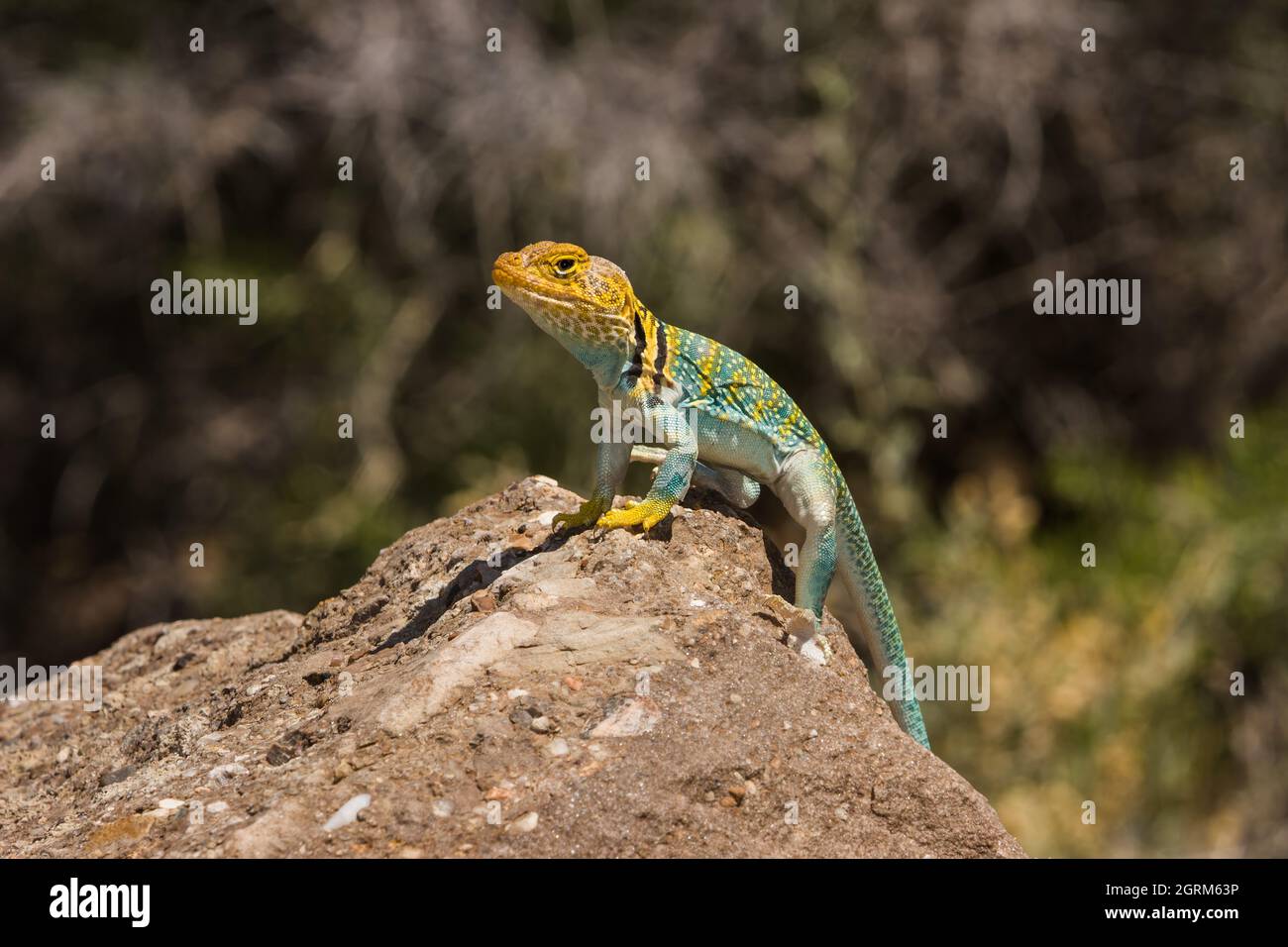 A male Yellowheaded Collared Lizard, Crotaphytus collaris auriceps