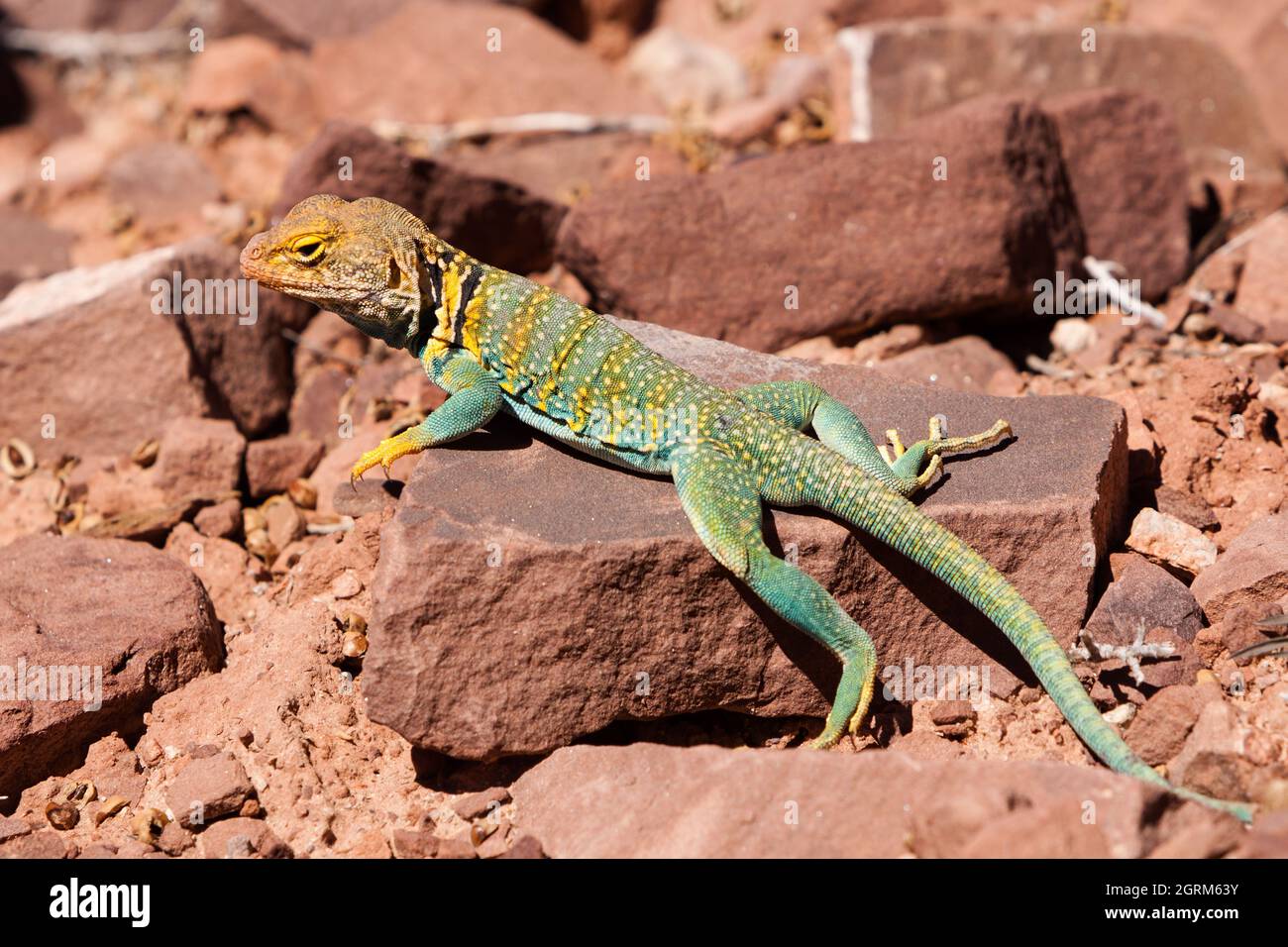 A male Yellowheaded Collared Lizard, Crotaphytus collaris auriceps