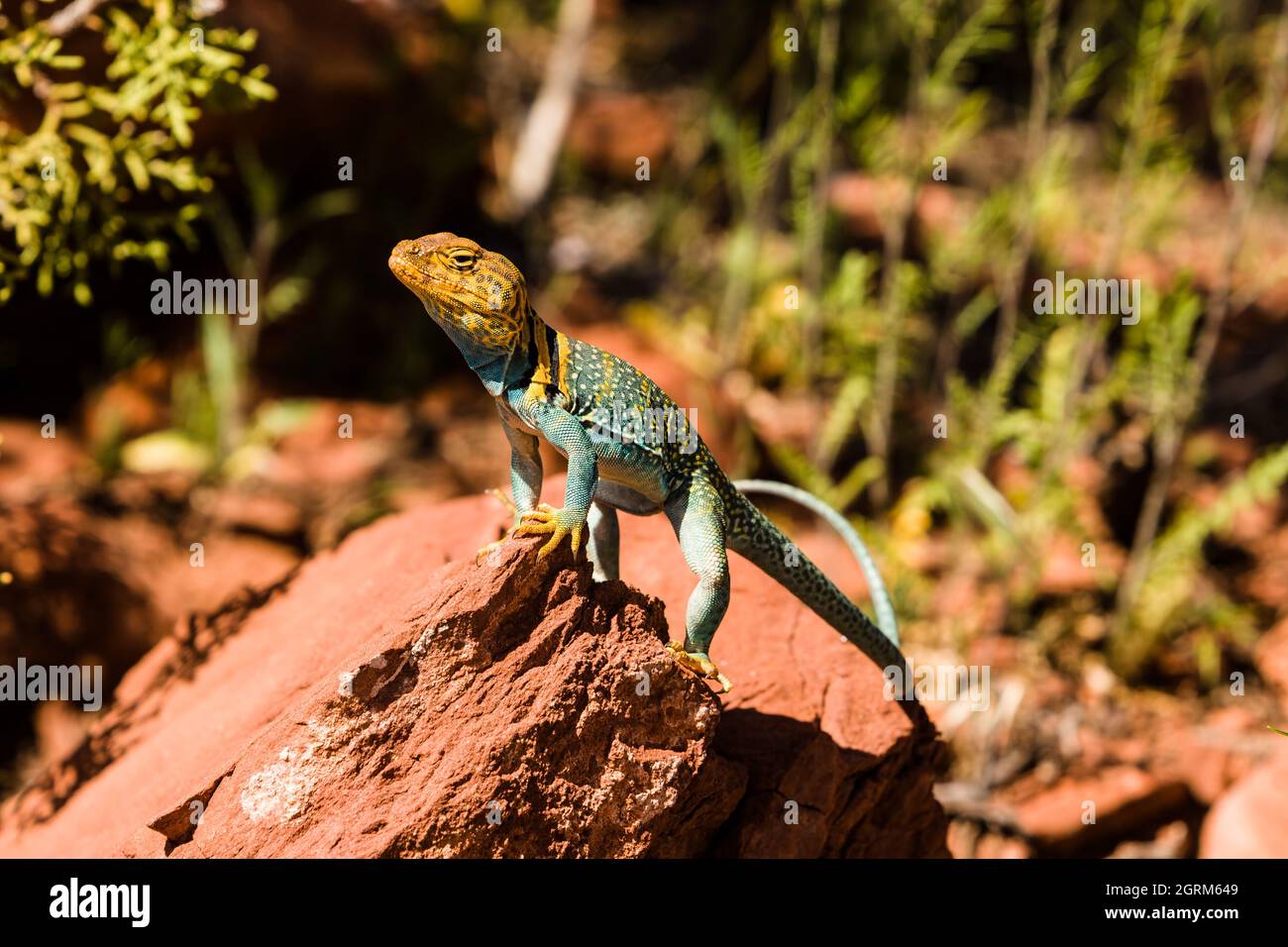 A male Yellowheaded Collared Lizard, Crotaphytus collaris auriceps