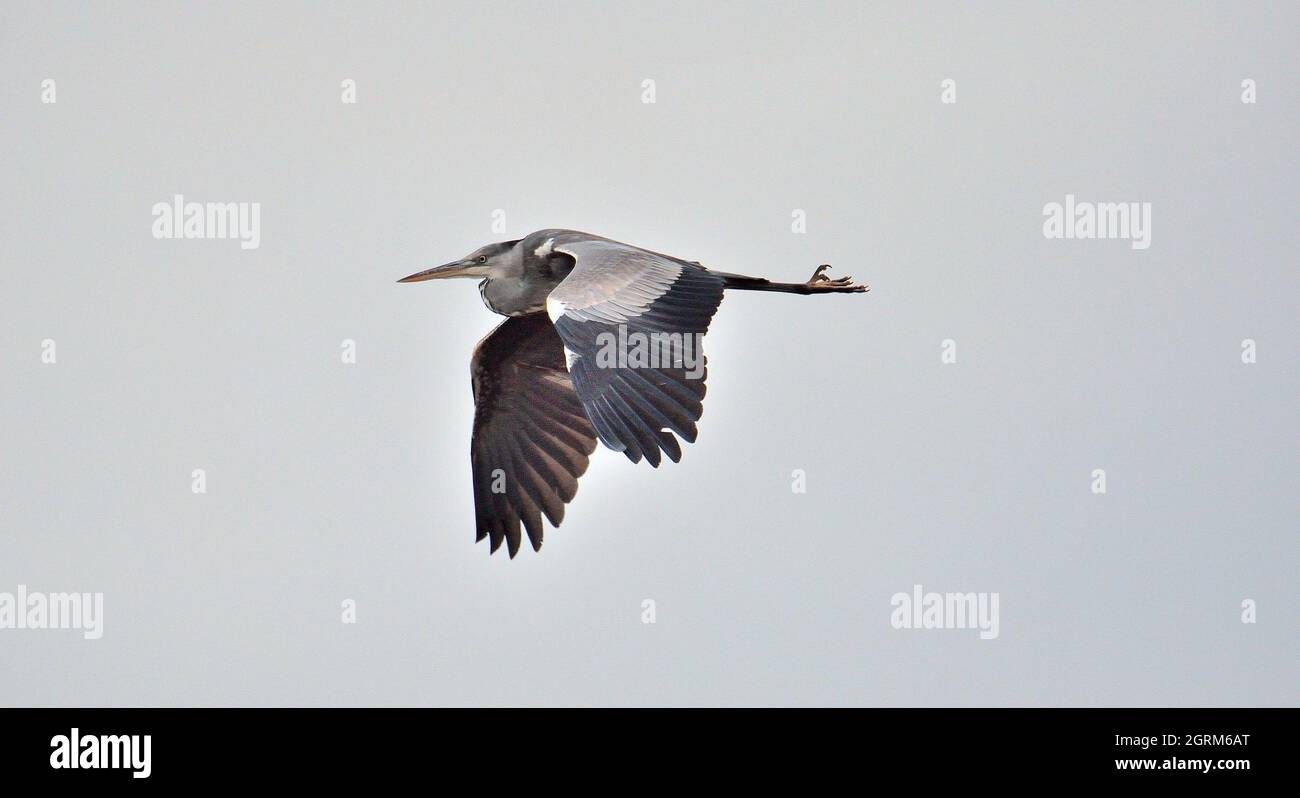 Low Angle View Of Bird Flying Against Clear Sky Stock Photo