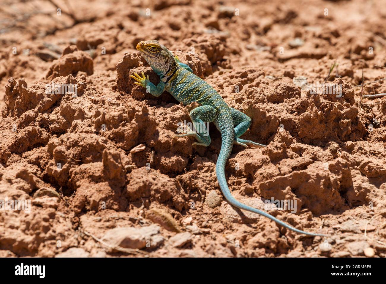 A male Yellowheaded Collared Lizard, Crotaphytus collaris auriceps