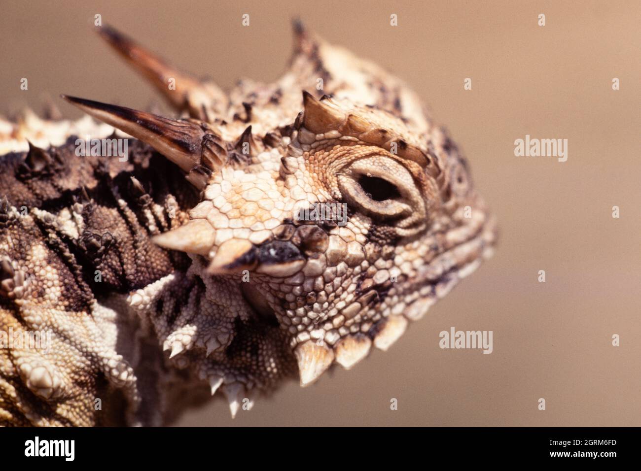 The Texas Horned Lizard, Phrynosoma cornutum, is the largest species of