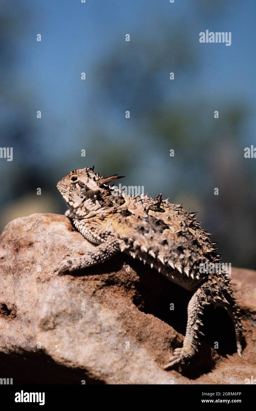 The Texas Horned Lizard, Phrynosoma cornutum, is the largest species of