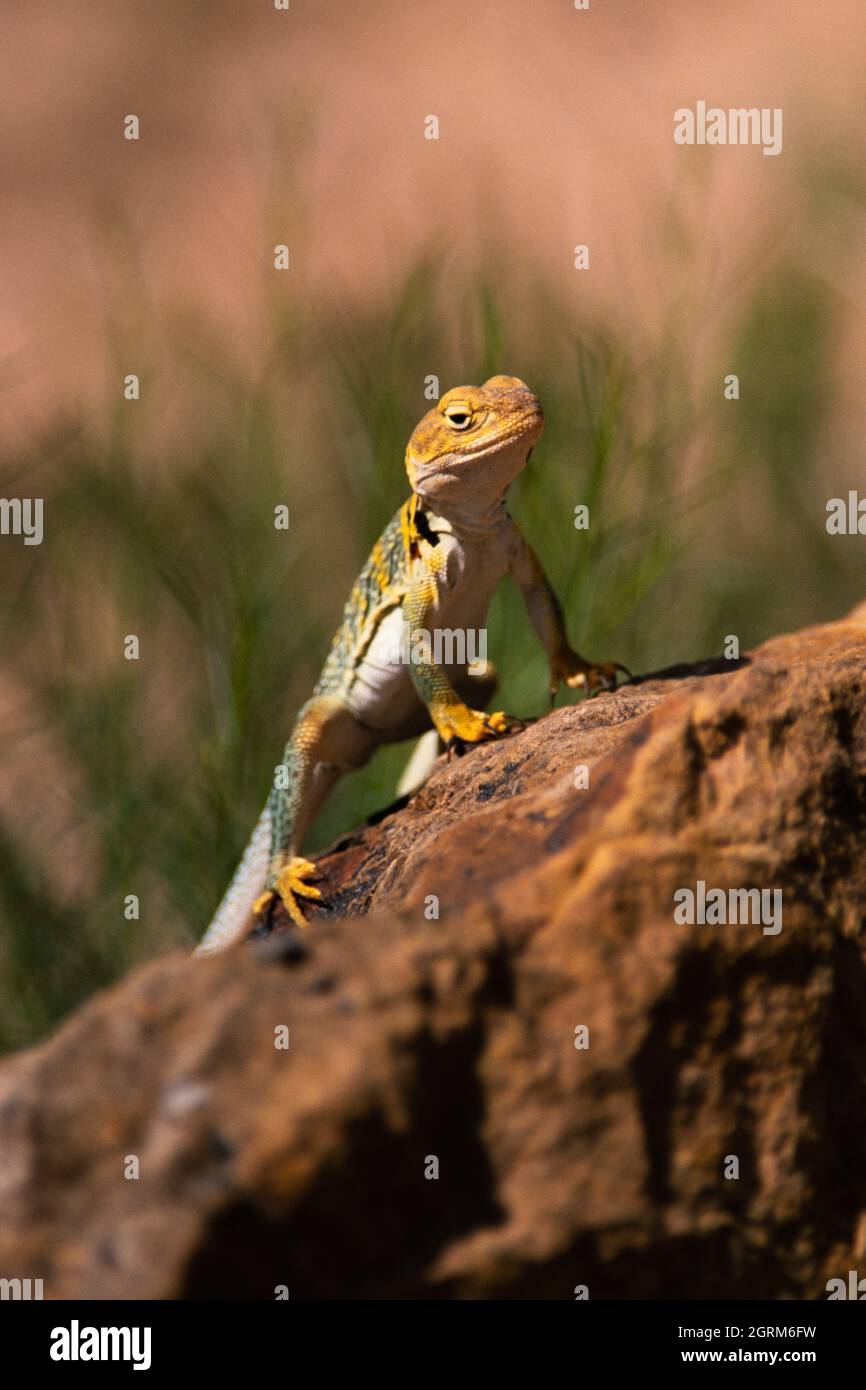 A female Yellowheaded Collared Lizard, Crotaphytus collaris auriceps