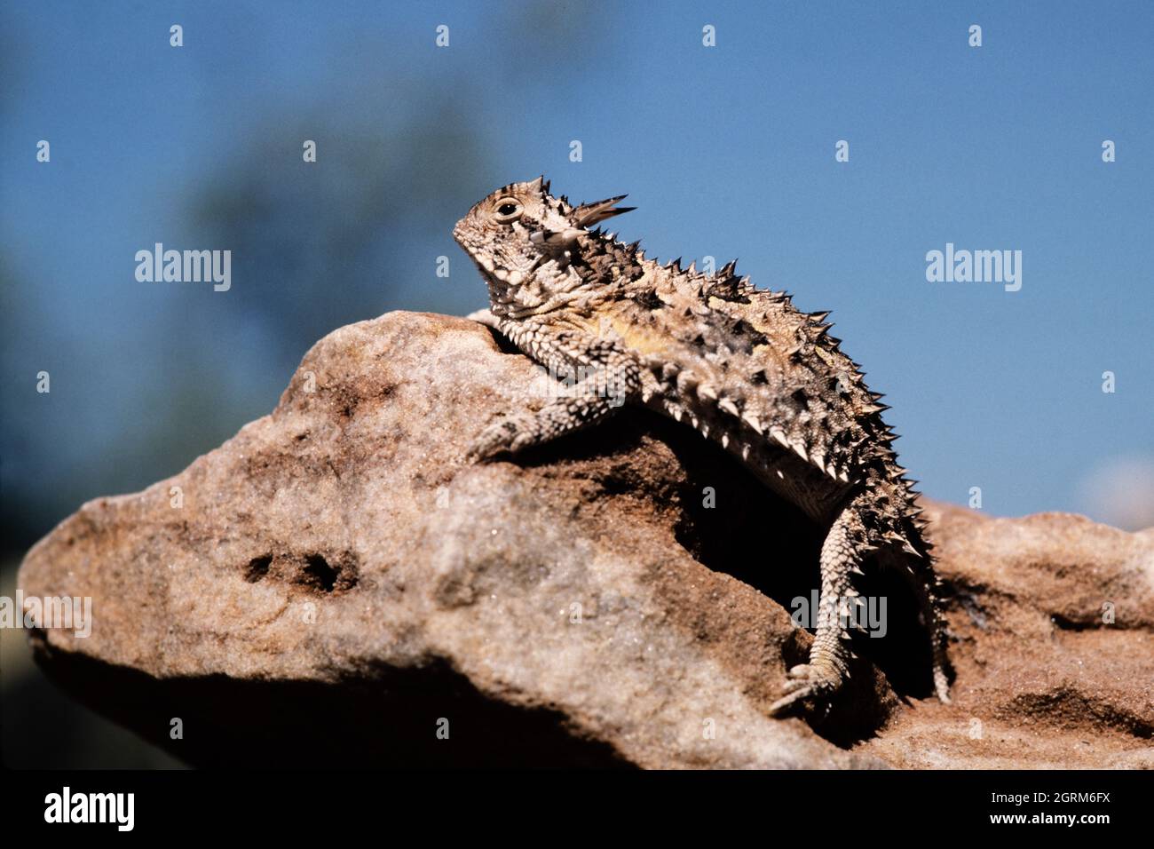 The Texas Horned Lizard, Phrynosoma cornutum, is the largest species of