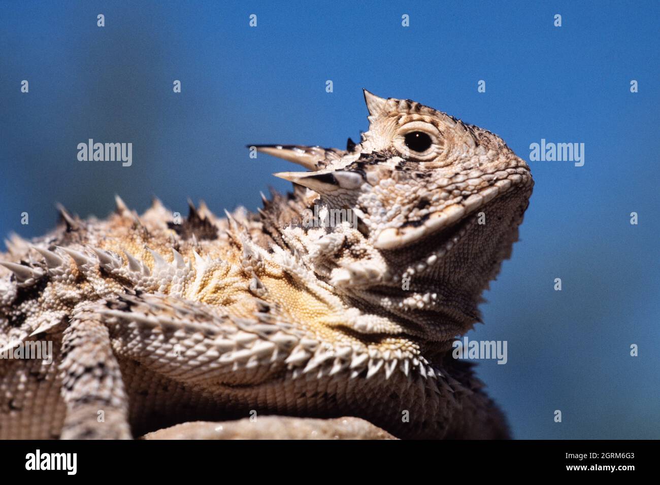 The Texas Horned Lizard, Phrynosoma cornutum, is the largest species of