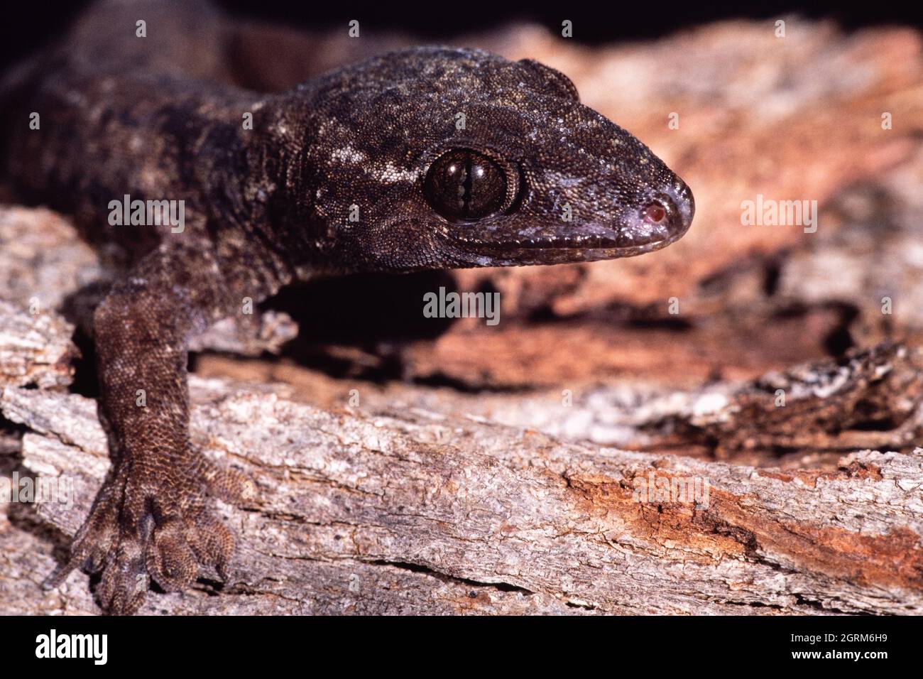 An Oceanic Gecko, Gehyra oceanica, on Cocos Island, Guam. Stock Photo