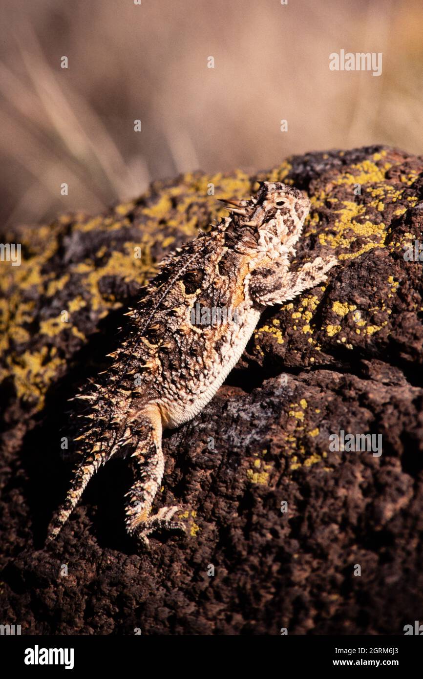 The Texas Horned Lizard, Phrynosoma cornutum, is the largest species of