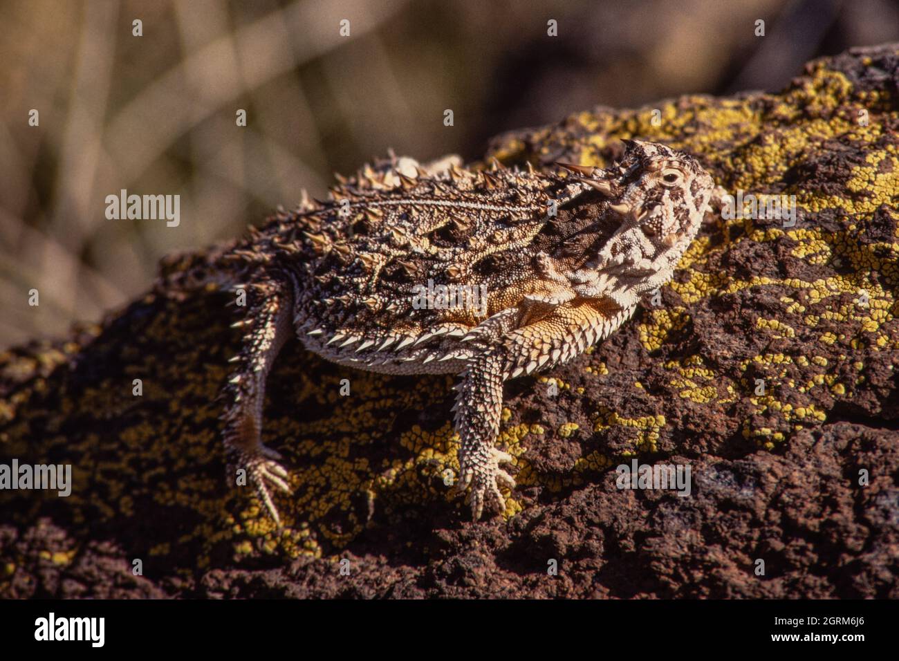 The Texas Horned Lizard, Phrynosoma cornutum, is the largest species of