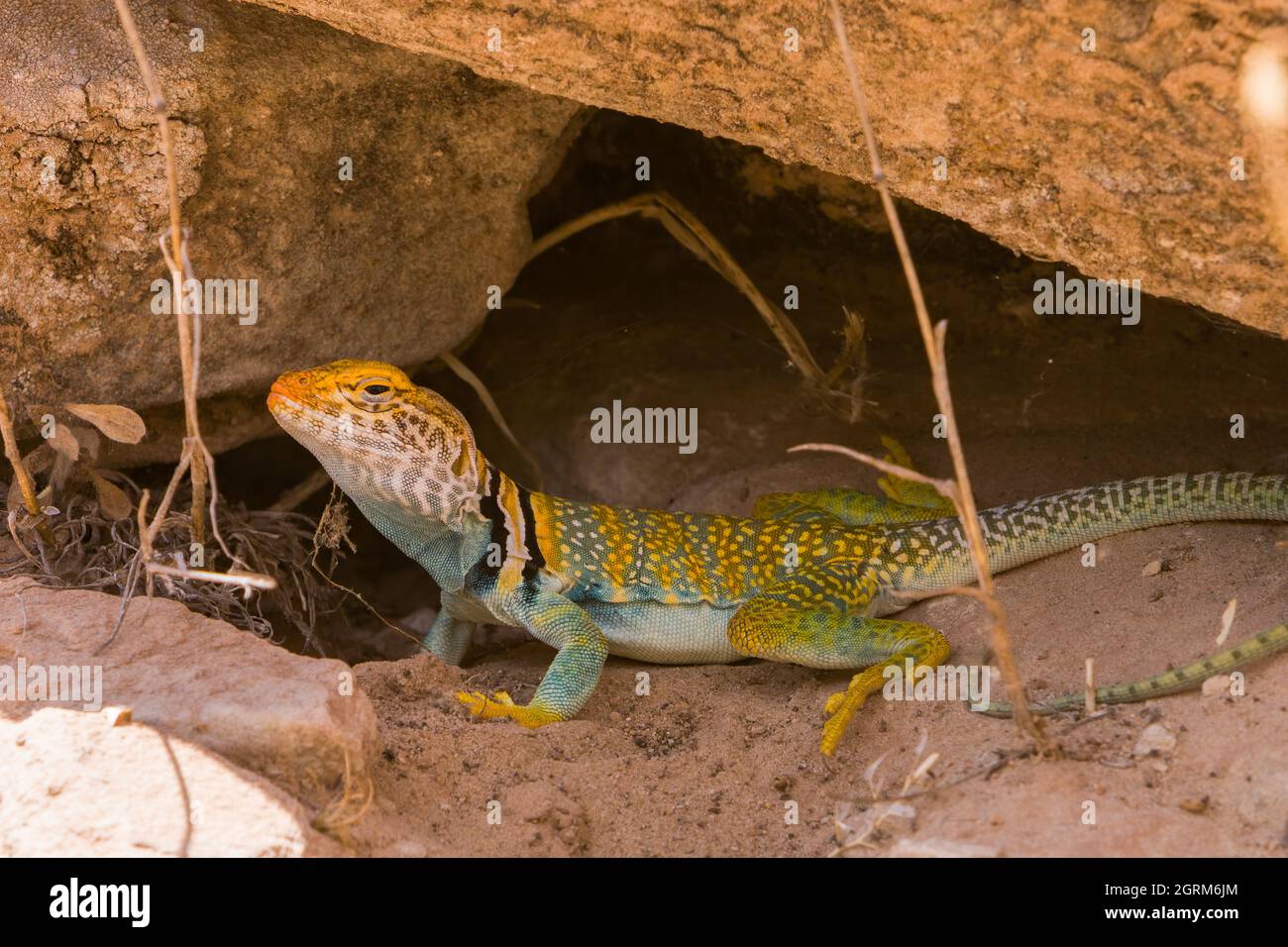 A male Yellowheaded Collared Lizard, Crotaphytus collaris auriceps