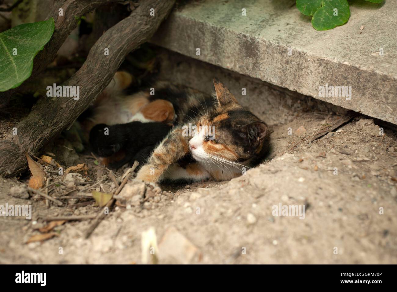 Cat feeding its kittens, mother cat and kittens, newboen kittens, cats sucking milk . Stock Photo