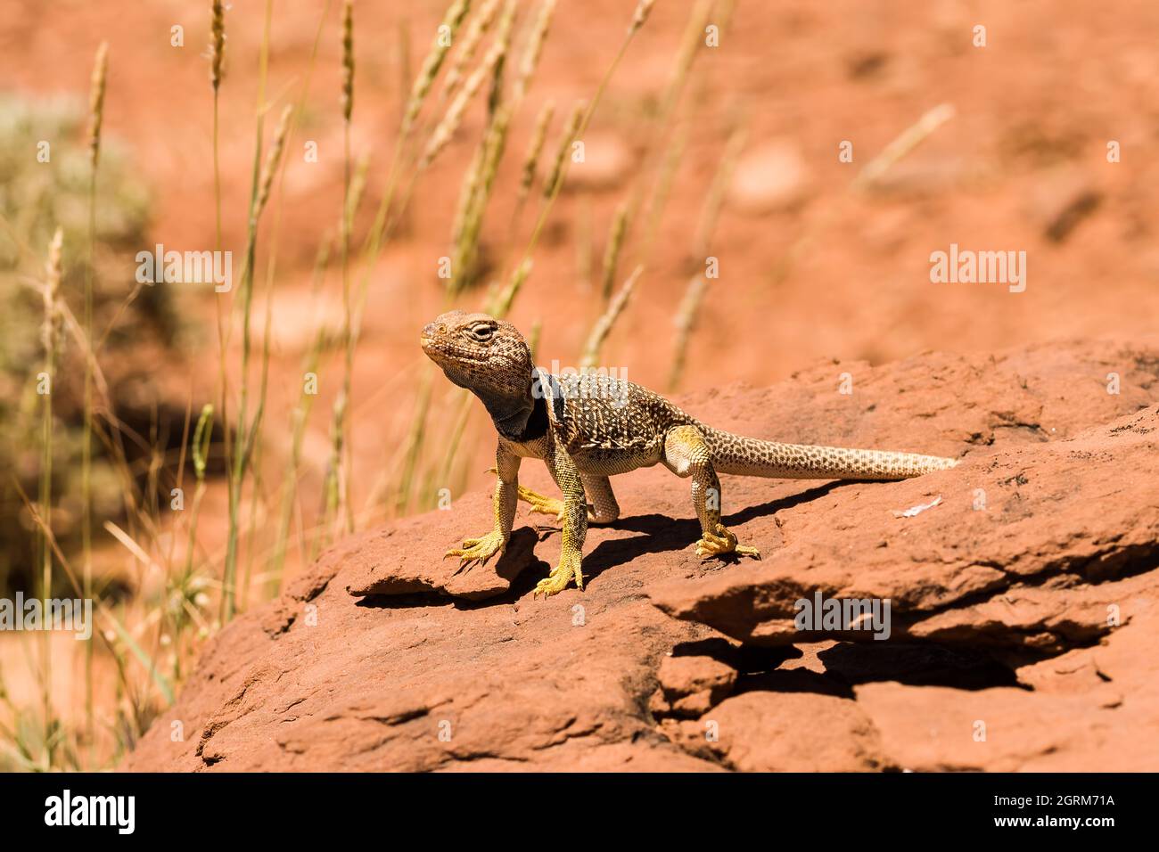 A male Eastern Collared Lizard, Crotaphytus collaris, basking in the