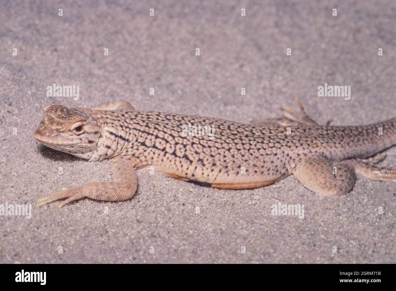 Coachella Valley Fringetoed Lizard, Uma inornata, in the Sonoran
