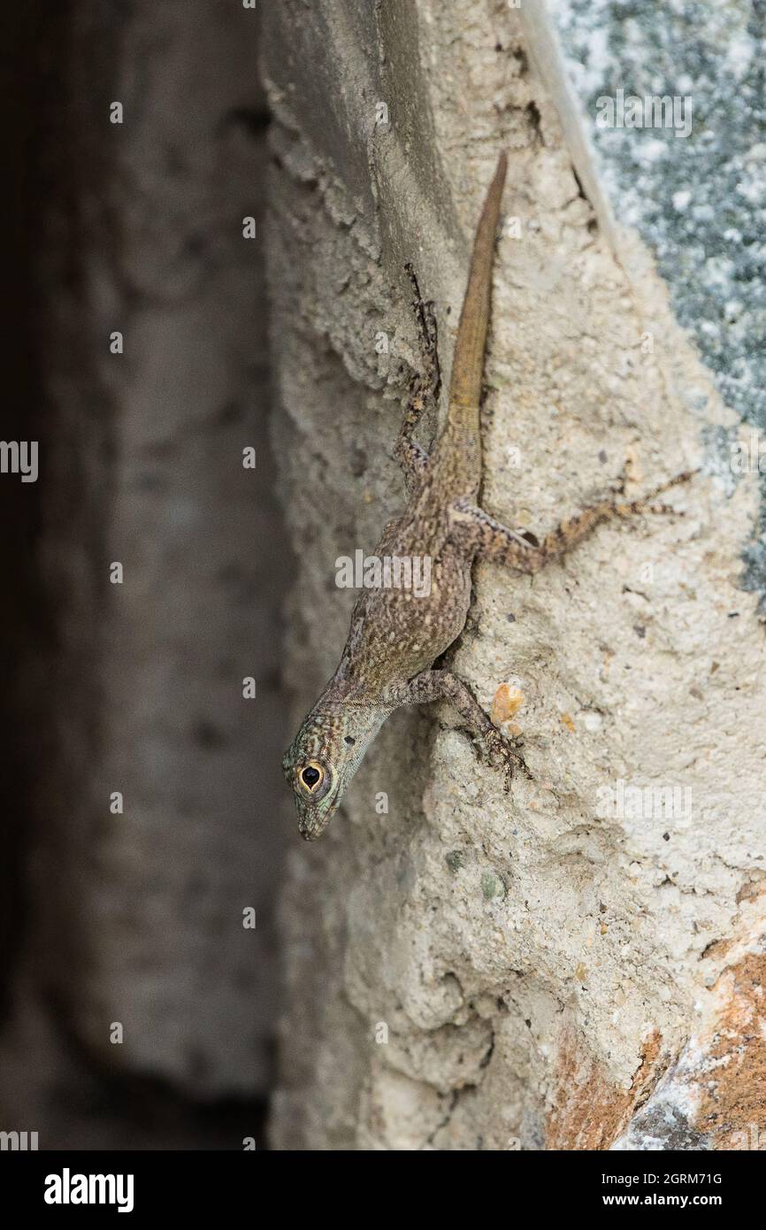 A Bark Anole, Anolis distichus, on a rock wall at Juan Dolio, Dominican Republic. Stock Photo