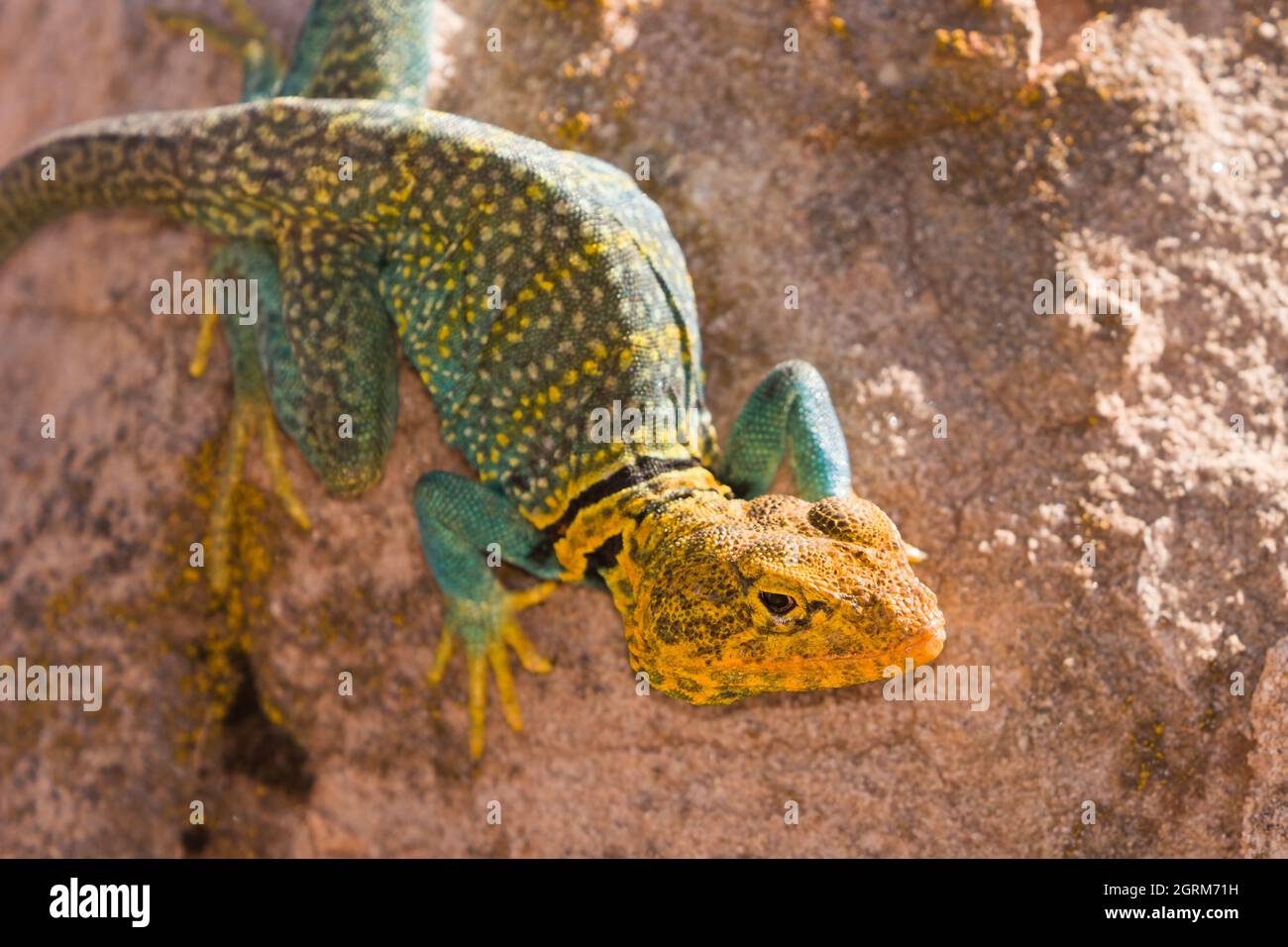 A male Yellowheaded Collared Lizard, Crotaphytus collaris auriceps