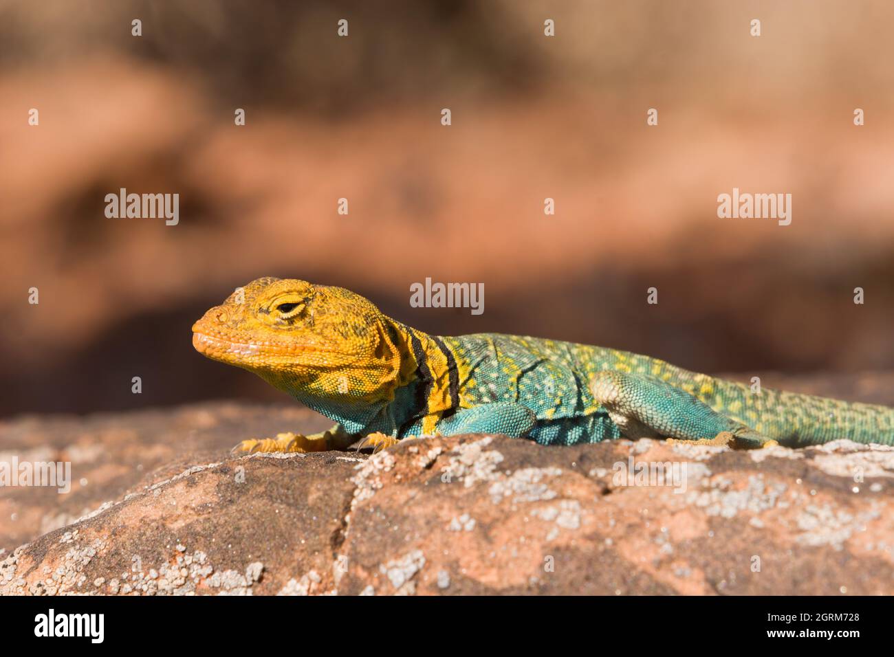 A male Yellowheaded Collared Lizard, Crotaphytus collaris auriceps