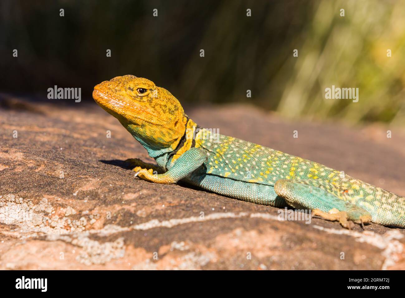 A male Yellowheaded Collared Lizard, Crotaphytus collaris auriceps