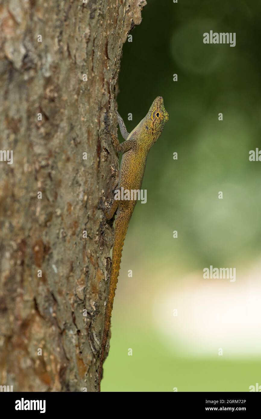 A Bark Anole, Anolis distichus, on a tree trunk in Snato Domingo, Dominican Republic. Stock Photo