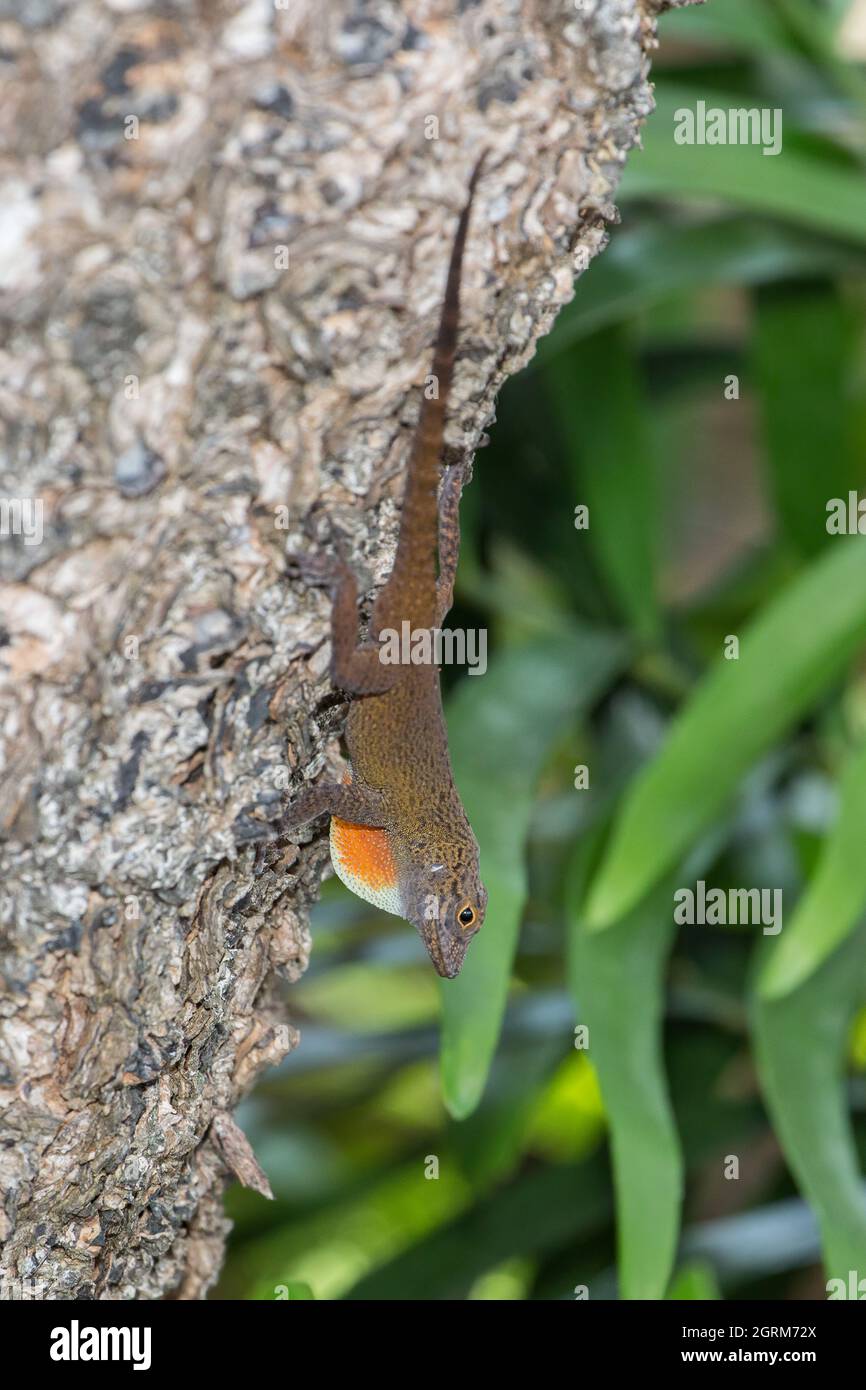 A male Bark Anole, Anolis distichus, claims his territory by bobbing his head. Santo Domingo, Dominican Republic.  A slow shutter speed was used to sh Stock Photo