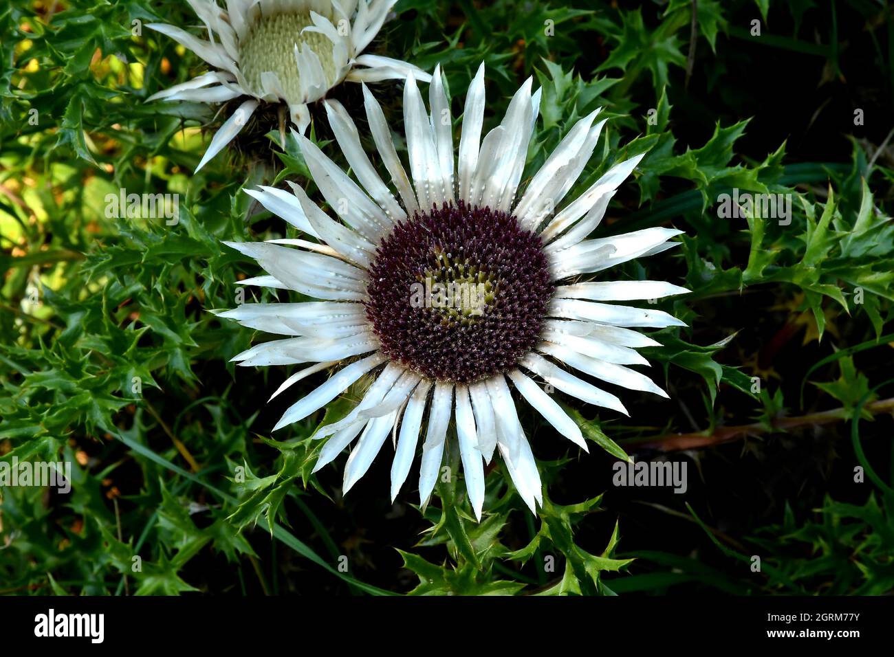 dwarf carline thistle in autumn in Germany Stock Photo