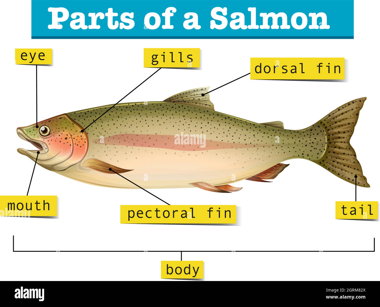 Diagram showing parts of salmon Stock Vector