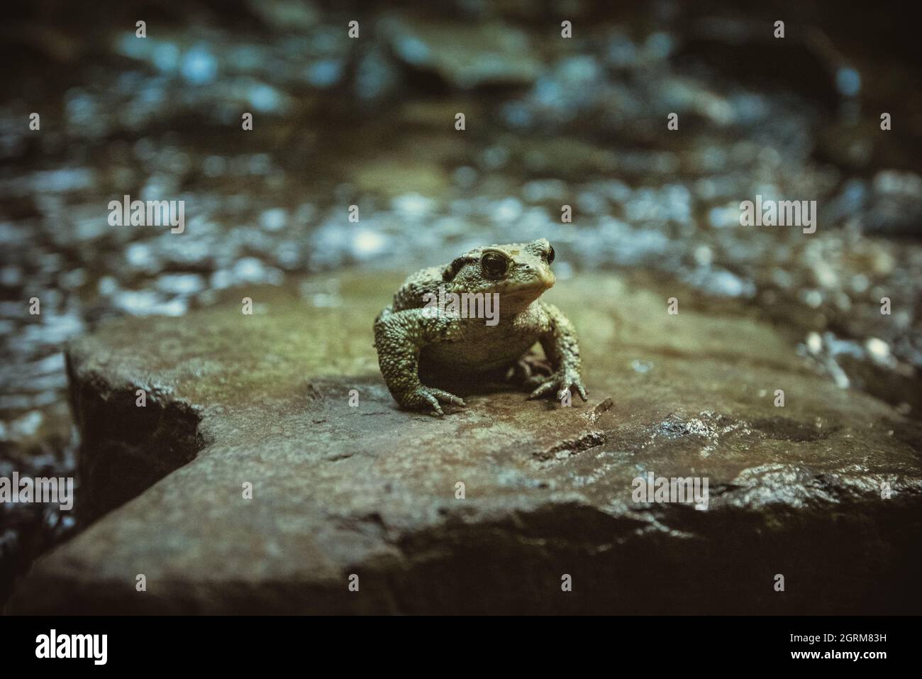 toad on a rock. Frog Stock Photo Alamy
