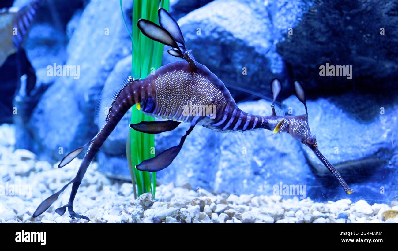 Amazing Sea Horse By Aquarium Du Quebec Canada Stock Photo Alamy