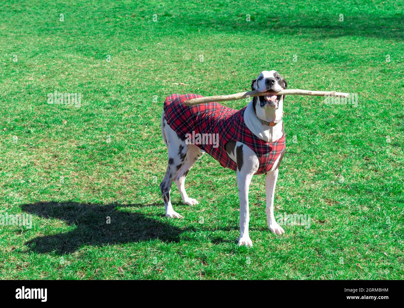 Harlequin Great Dane Dog With Stick Wearing Red Plaid Warm Coat Outside