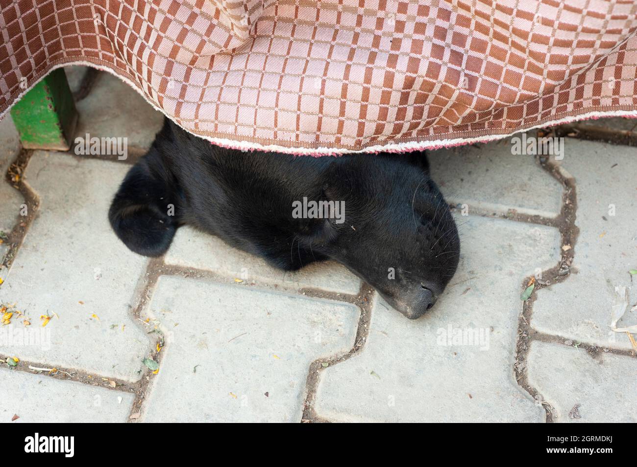 Puppy under the table hires stock photography and images Alamy