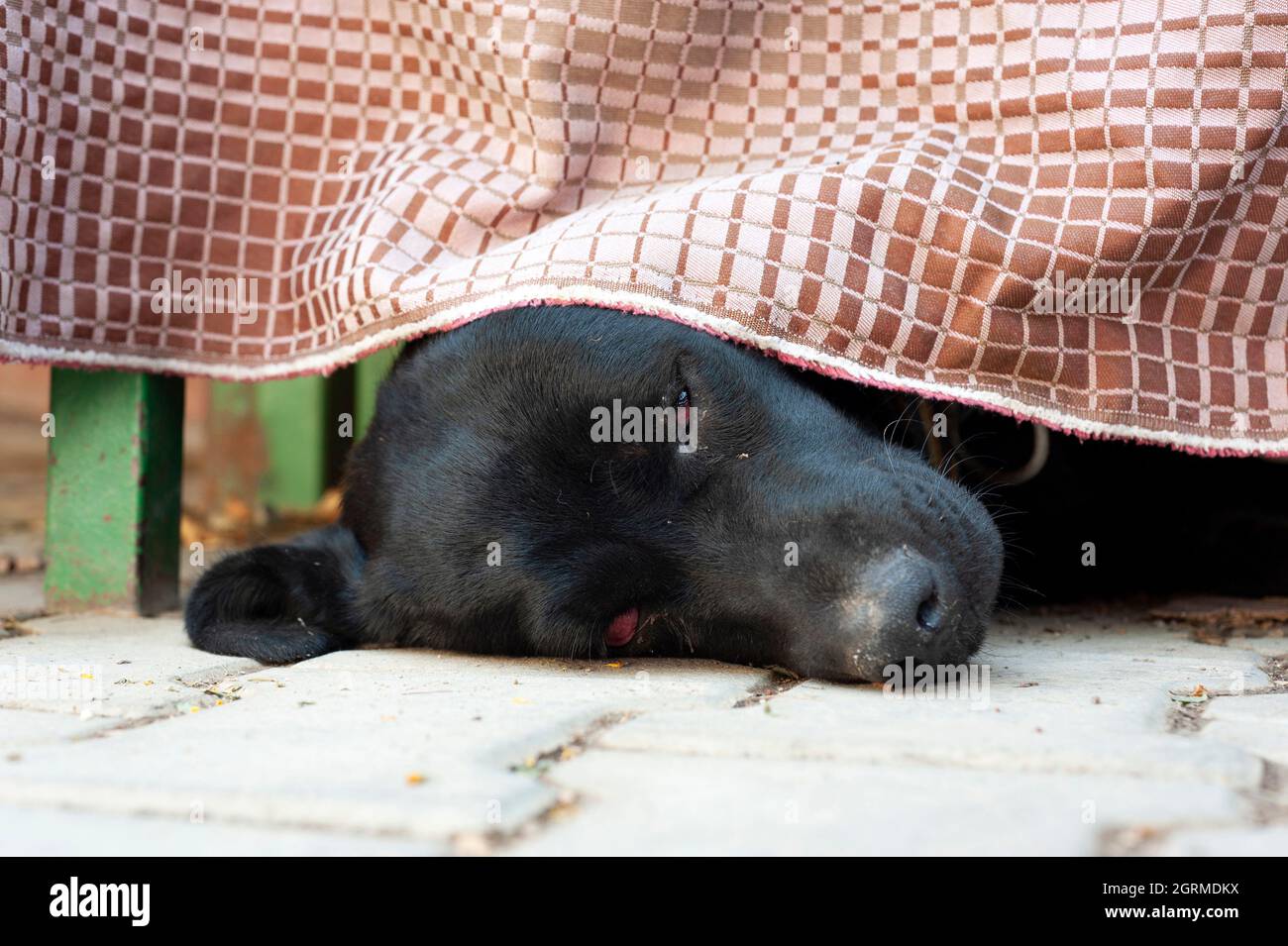 Black stray dog sleeping under the table Stock Photo Alamy