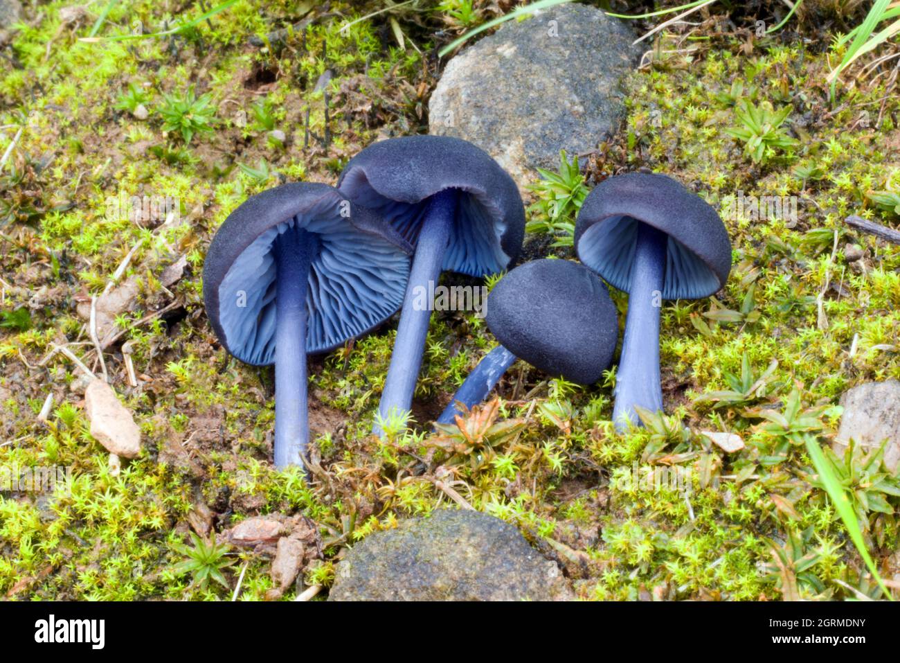 Entoloma chalybaeum is a poisonous but attractive fungus in the group known as pinkgills. It is most common at high altitudes including grasslands. Stock Photo