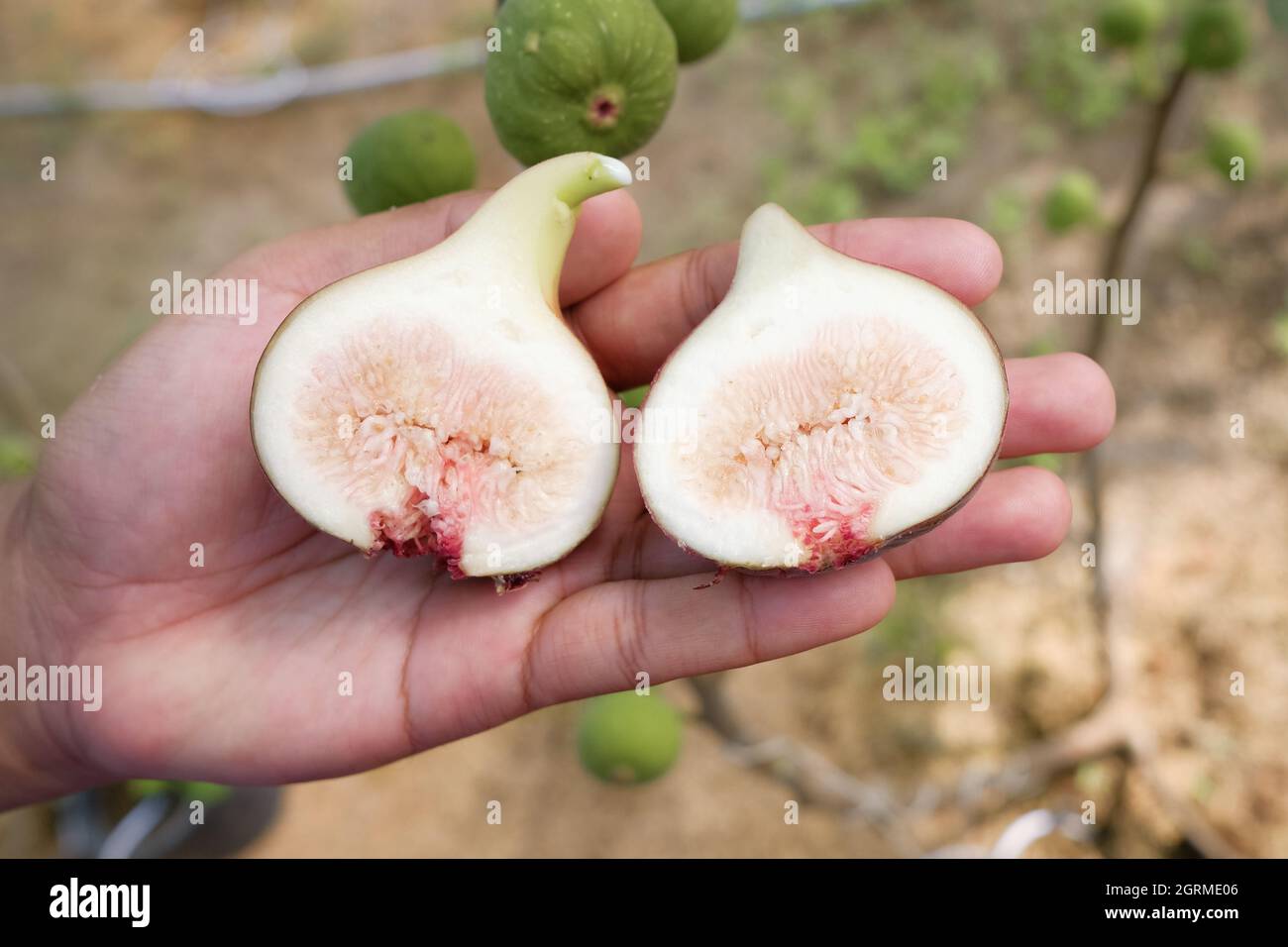 Fig Fruit Inside Stock Photo Alamy