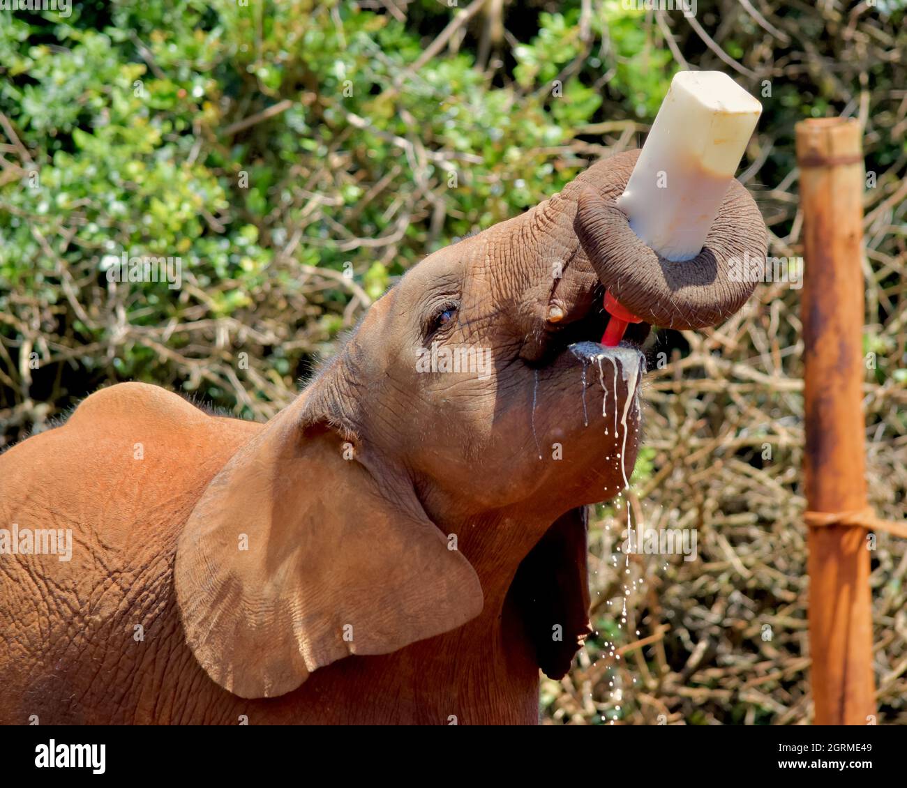 An orphan elephant calf (Loxodonta africana) drinking milk from a bottle. Nairobi National Park, Kenya. Stock Photo