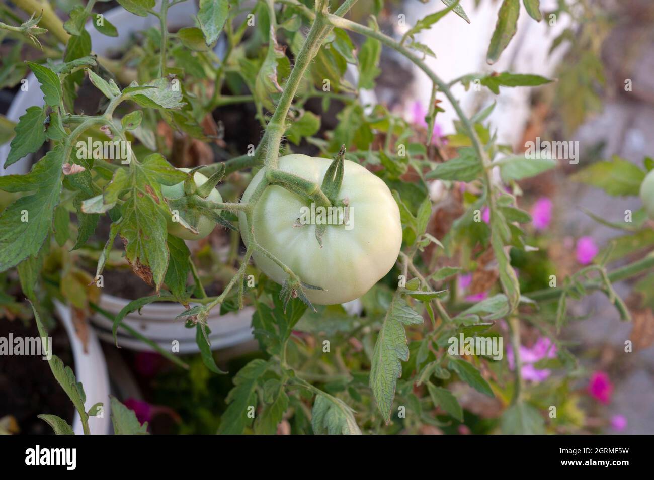 Flowers, botany, garden, spring, oxygen Stock Photo Alamy