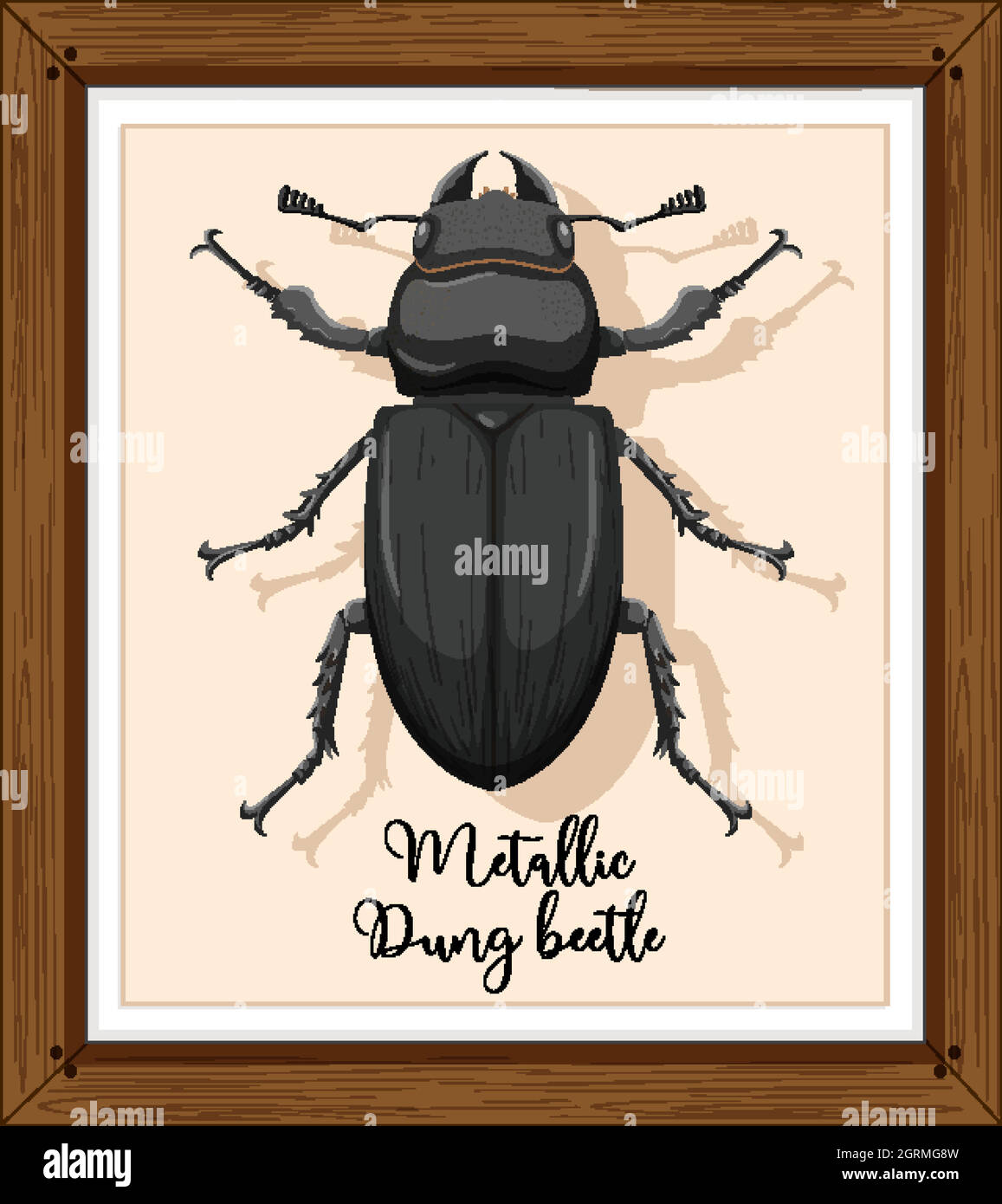 Beetle on wooden frame Stock Vector