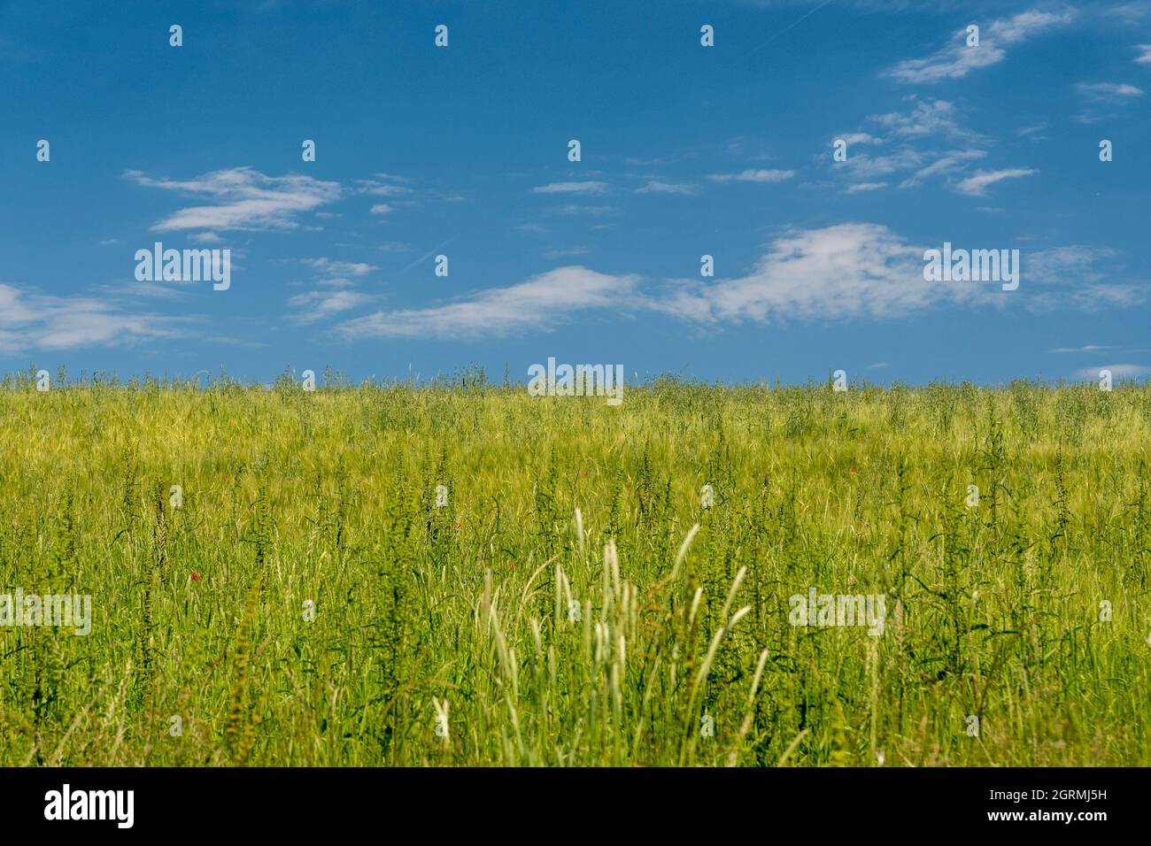 Landscape background with grass and sky Stock Photo Alamy