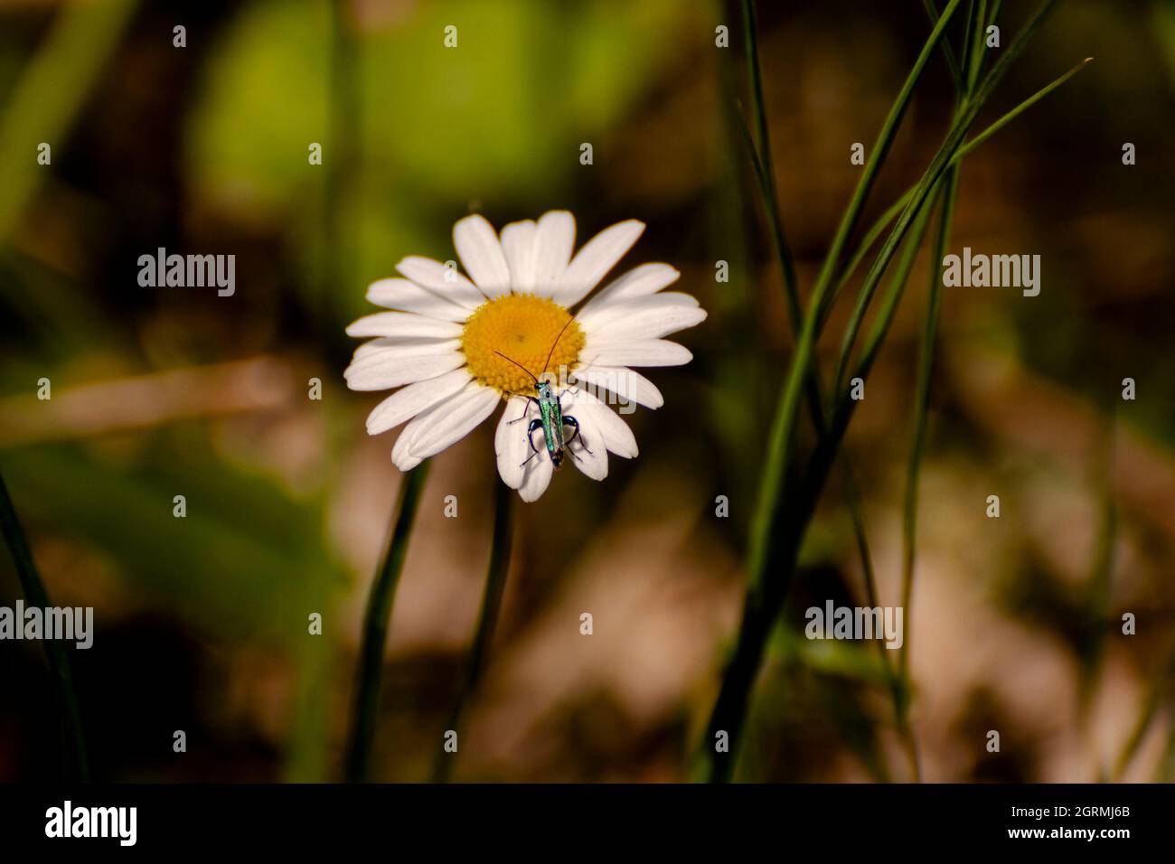 Cute beetle on top of a daisy Stock Photo