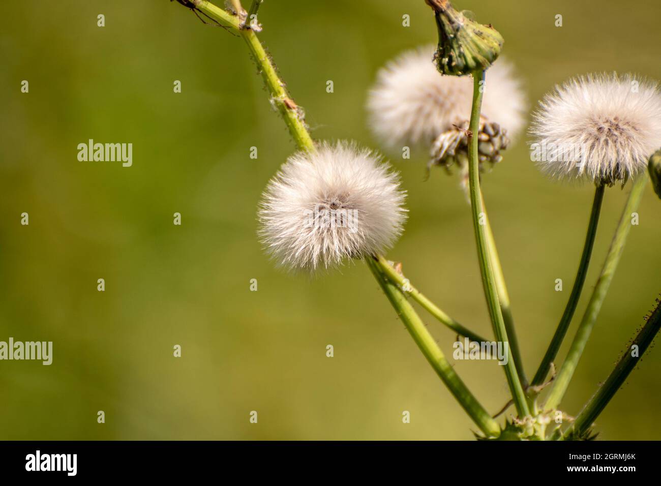 Sonchus oleraceus flowers in the foreground Stock Photo