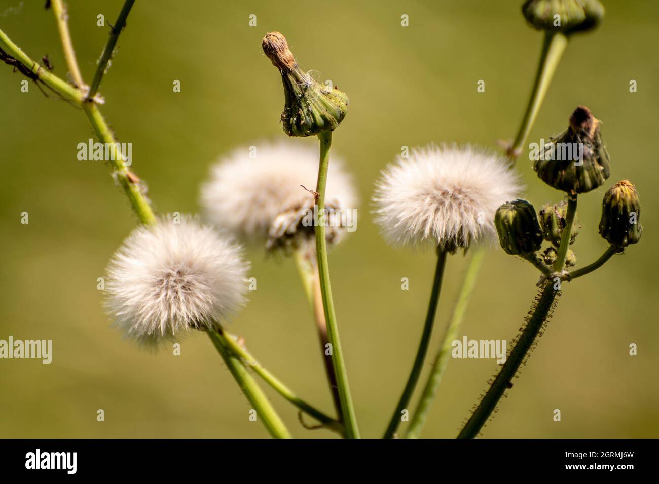 Sonchus oleraceus flowers in the foreground Stock Photo