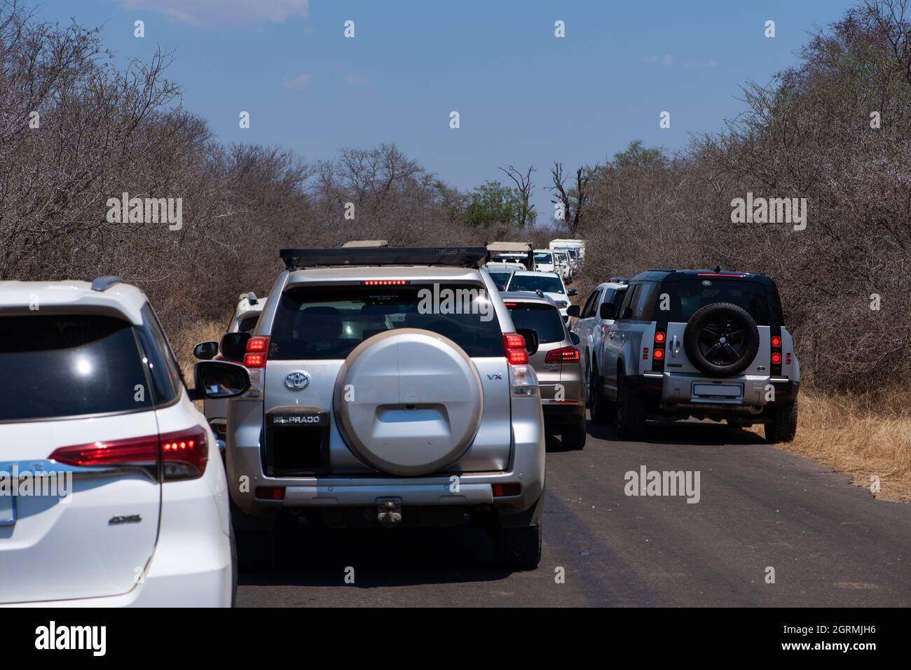 A traffic jam in the Kruger National Park caused by a male leopard Stock Photo