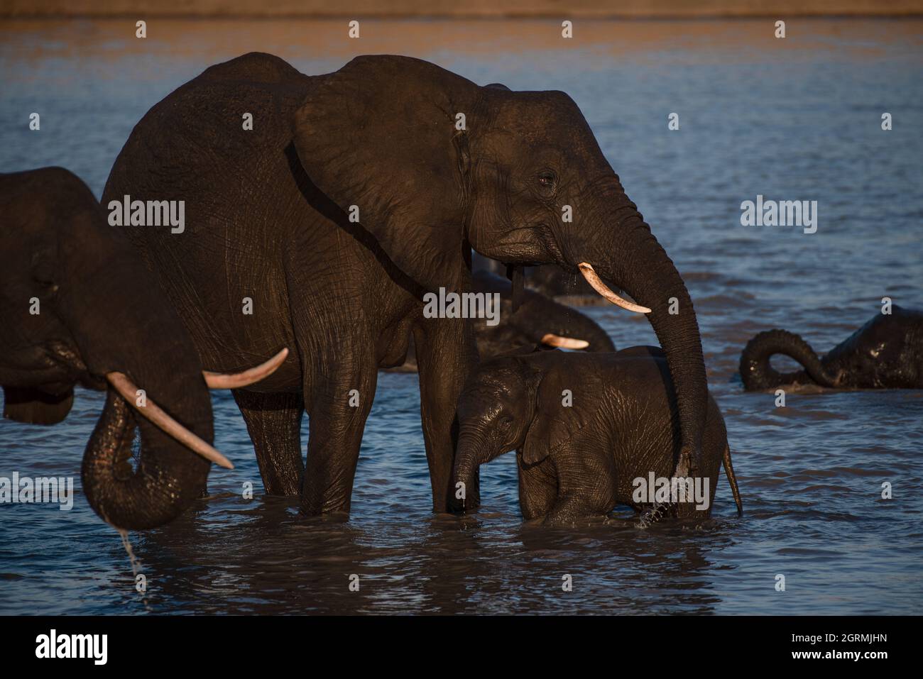 Breeding herd of elephants enjoying a swim on a hot day Stock Photo