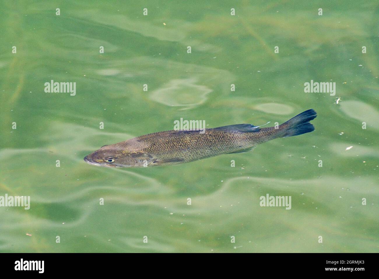 Underwater river small fish hi-res stock photography and images