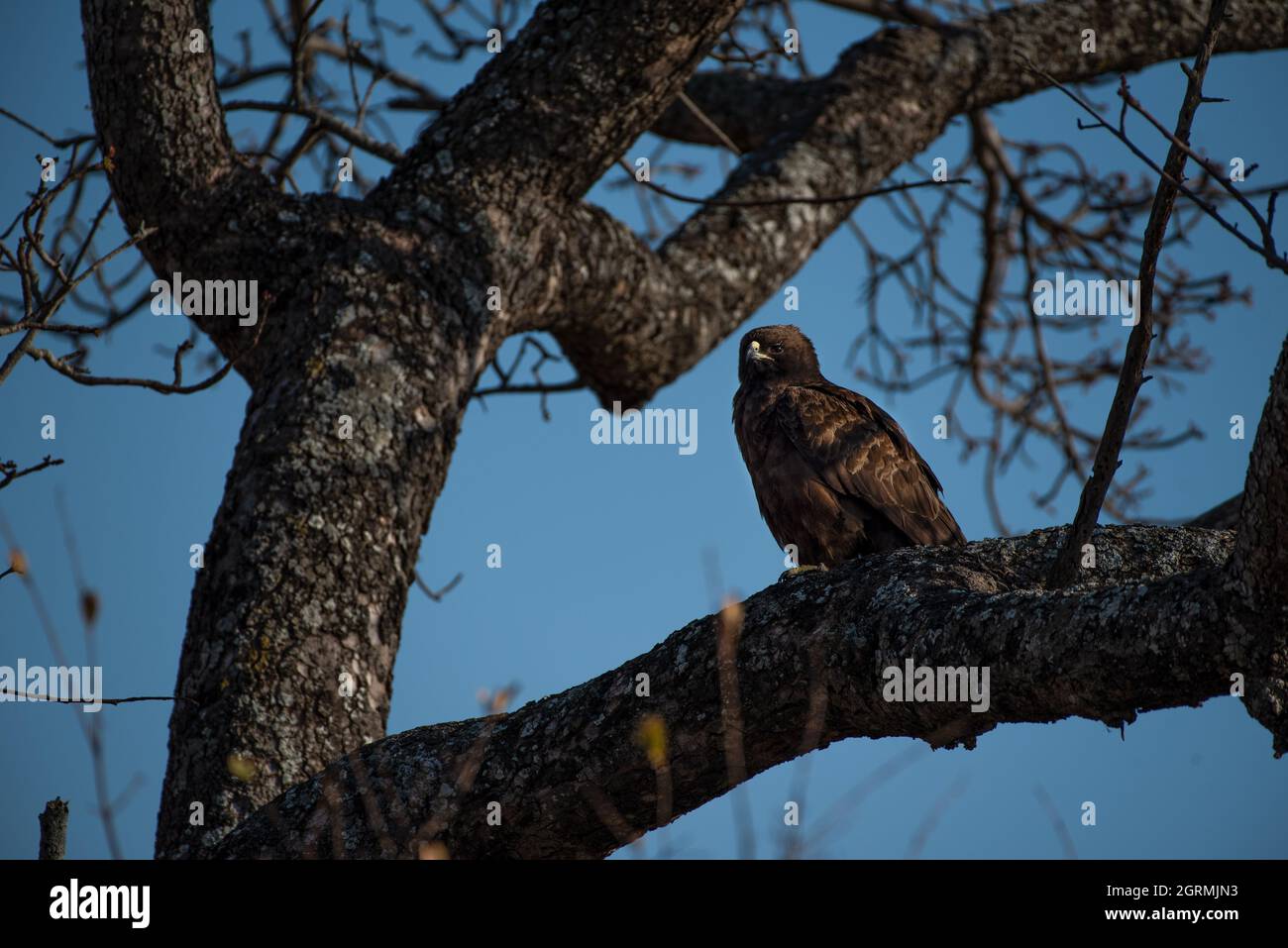 Wahlberg's Eagle perched in a marula tree in the Kruger National Park Stock Photo